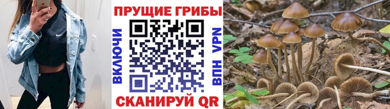 Галлюциногенные грибы Psilocybe  наркотики  Лагань 